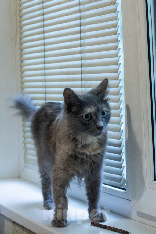 Кошки в Королеве: котенок Серафима в добрые руки Девочка, Бесплатно - фото 4