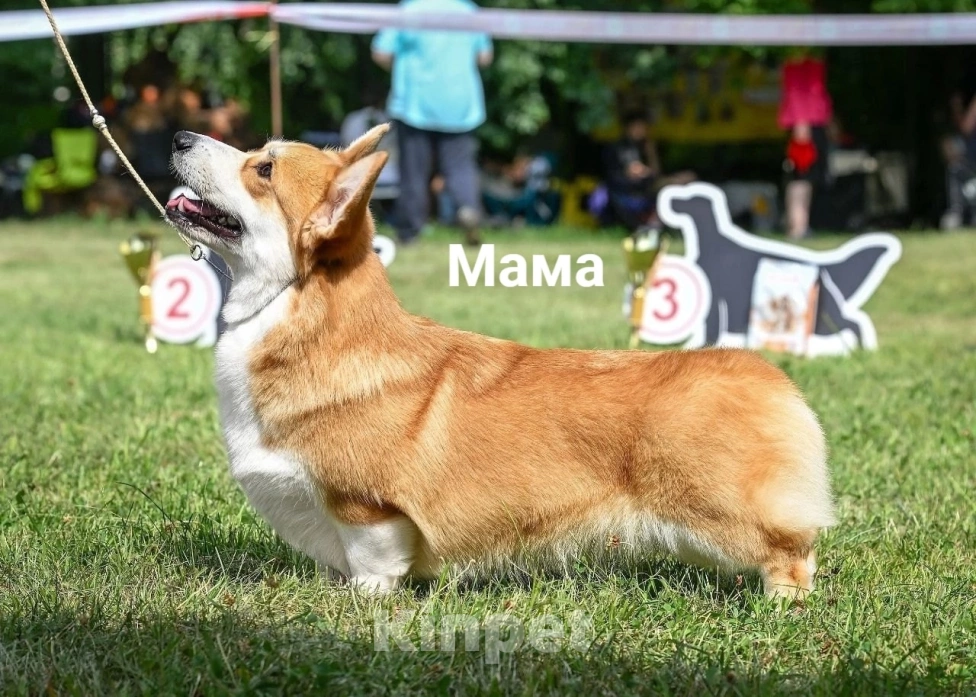 Собаки в Фрязино: Девочка вельш корги пемброк  Девочка, 55 000 руб. - фото 9