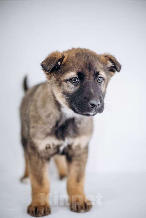 Собаки в Видном: Мия Девочка, Бесплатно - фото 4