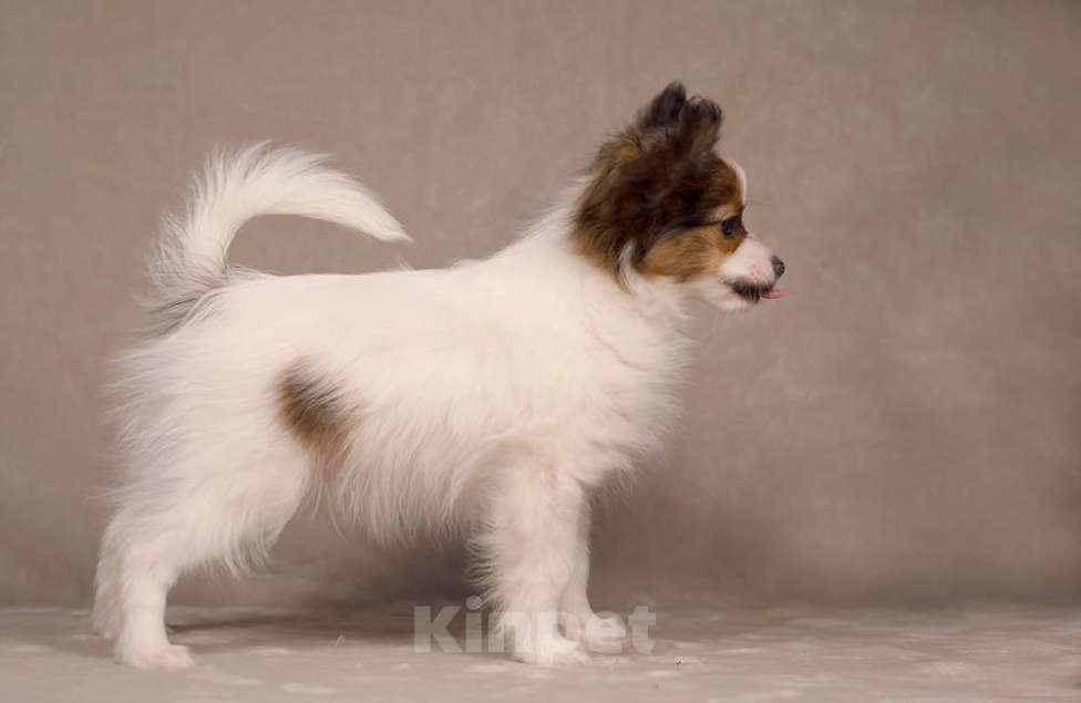 Собаки в Москве: щенок кобель Папийона (папильона) Мальчик, 80 000 руб. - фото 4