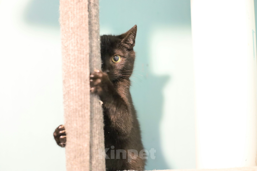 Кошки в Москве: Котенок даром Мальчик, Бесплатно - фото 3