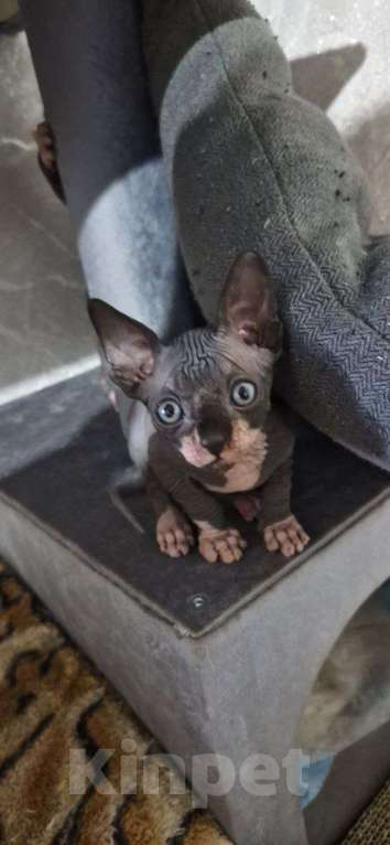 Кошки в Владивостоке: Канадский сфинкс, котенок Мальчик, Бесплатно - фото 3