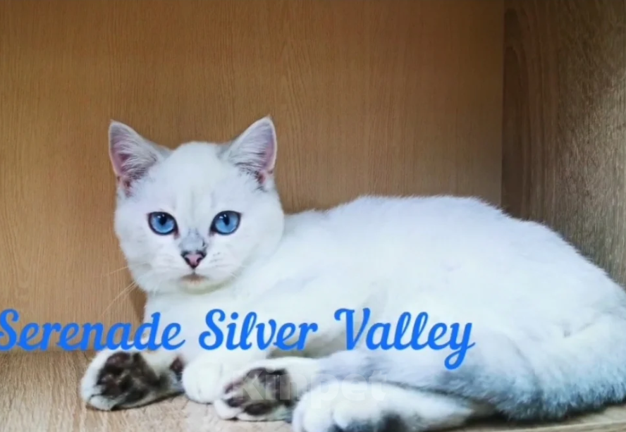 Кошки в Бугульме: Котик Океан Мальчик, 30 000 руб. - фото 4