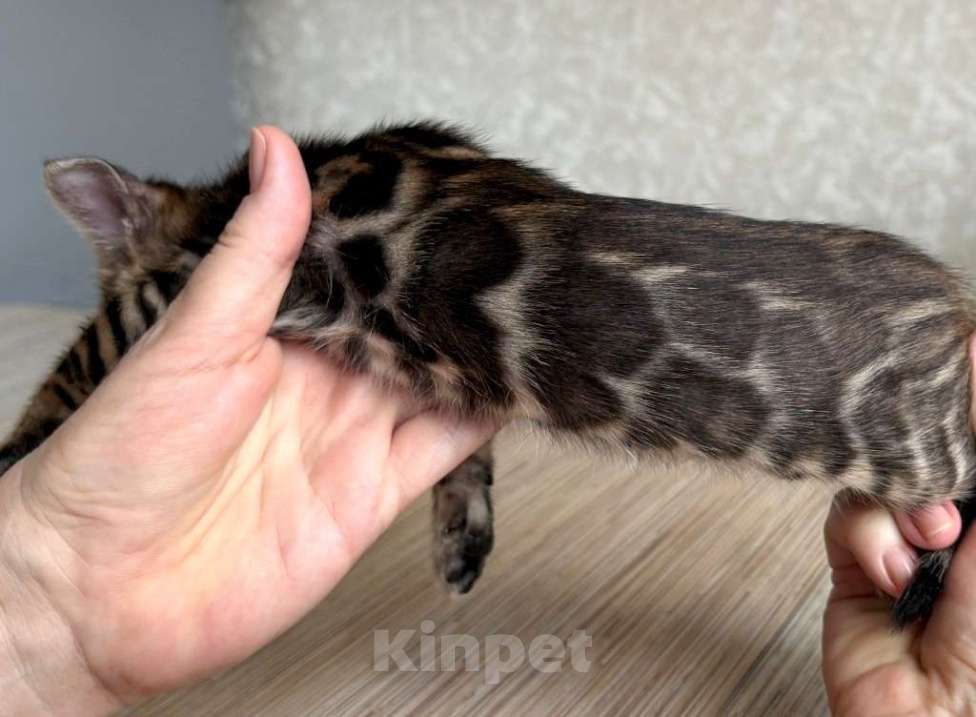 Кошки в Москве: Клубные бенгальские котята-мальчик Мальчик, 60 000 руб. - фото 1