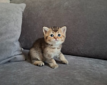 Кошки в других городах Тульской области: Шотландский прямоухий короткошерстый котенок Девочка, 12 000 руб. - фото 2
