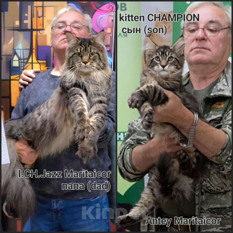 Кошки в других городах Ярославской области: Мейн кун котята Мальчик, Бесплатно - фото 5