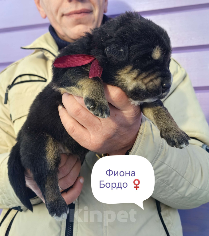 Собаки в Санкт-Петербурге: Щенки Банхара  Девочка, 95 000 руб. - фото 3