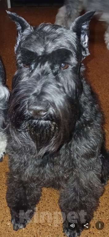 Собаки в Санкт-Петербурге: Продается девочка Девочка, 60 000 руб. - фото 4