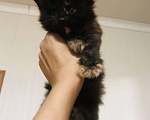 Кошки в Пензе: Чистопородные котята Мей Кун из питомника Девочка, 35 000 руб. - фото 4