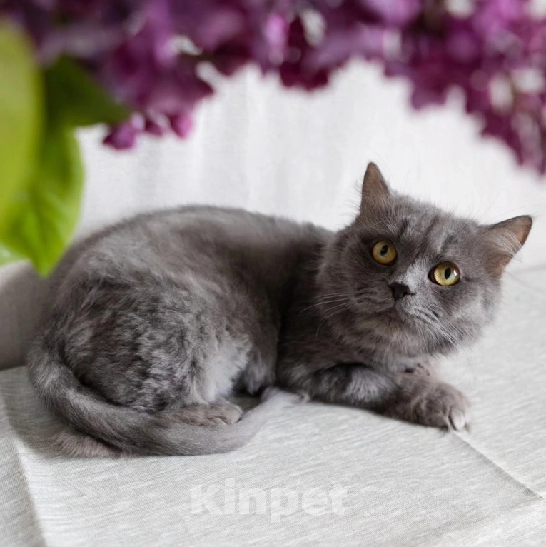 Кошки в Москве: Спасите Женеву из бабкиной квартиры Девочка, Бесплатно - фото 5