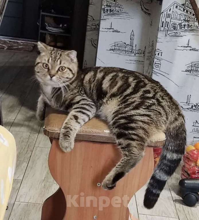 Кошки в Самаре: Шотландские вислоухие котята Разнополые, 5 000 руб. - фото 3
