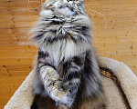 Кошки в Казани: Котенок мейн-кун Девочка, Бесплатно - фото 5