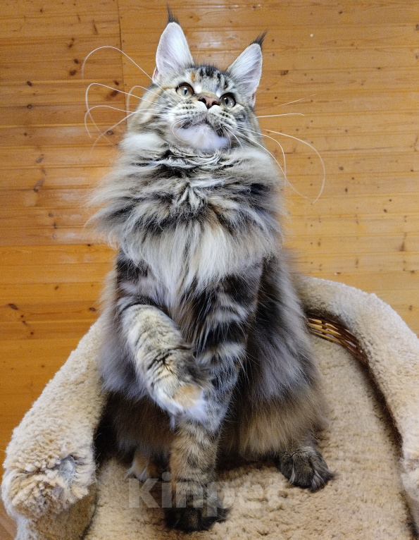 Кошки в Казани: Котенок мейн-кун Девочка, Бесплатно - фото 5