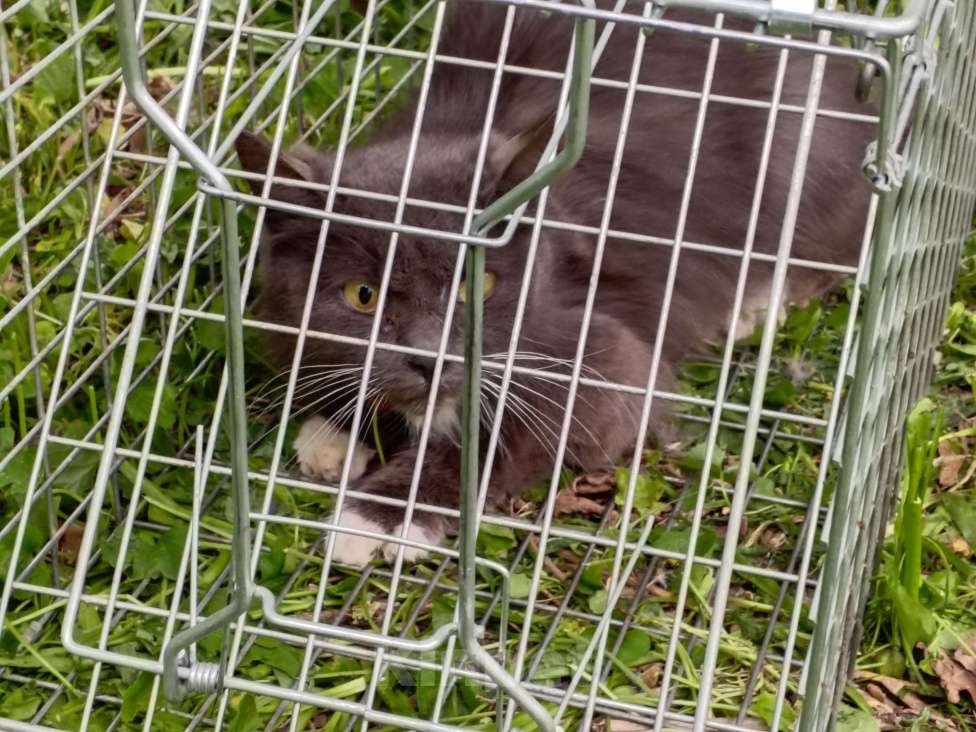 Кошки в Туле: Найдена кошка Девочка, 1 руб. - фото 3