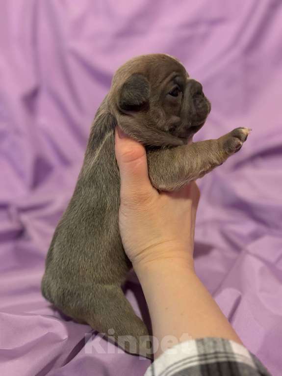 Собаки в Хабаровске: Щенок французского бульдога Девочка, 50 000 руб. - фото 4