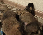 Собаки в Котласе: Щенята от умной овчарки  Мальчик, Бесплатно - фото 5