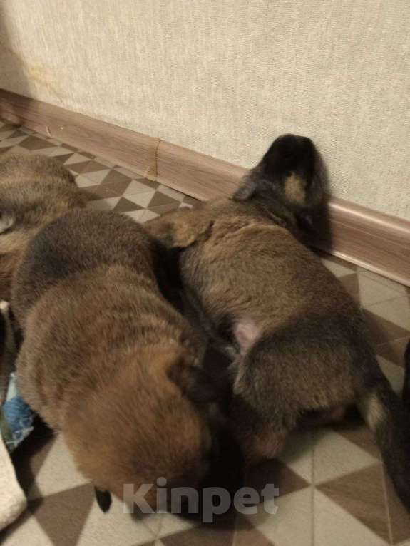 Собаки в Котласе: Щенята от умной овчарки  Мальчик, Бесплатно - фото 5