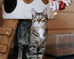 Кошки в Фрязино: котик Валли в добрые руки Мальчик, Бесплатно - фото 1
