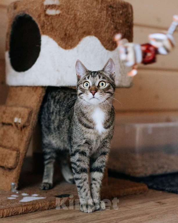 Кошки в Фрязино: котик Валли в добрые руки Мальчик, Бесплатно - фото 1