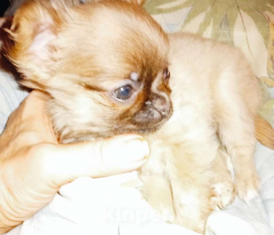 Собаки в Москве: Кобель длинношерстный Мальчик, 18 000 руб. - фото 3