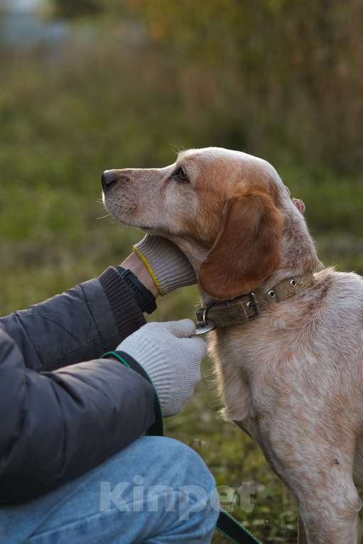 Собаки в Санкт-Петербурге: Персик из приюта в добрые руки Мальчик, Бесплатно - фото 8