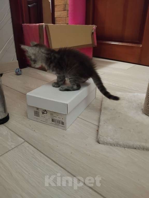 Кошки в Ставрополе: Энджел дымка Девочка, 20 000 руб. - фото 8