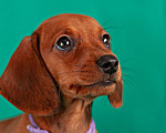 Собаки в Твери: Девочка фиолетовая лента Девочка, 50 000 руб. - фото 1
