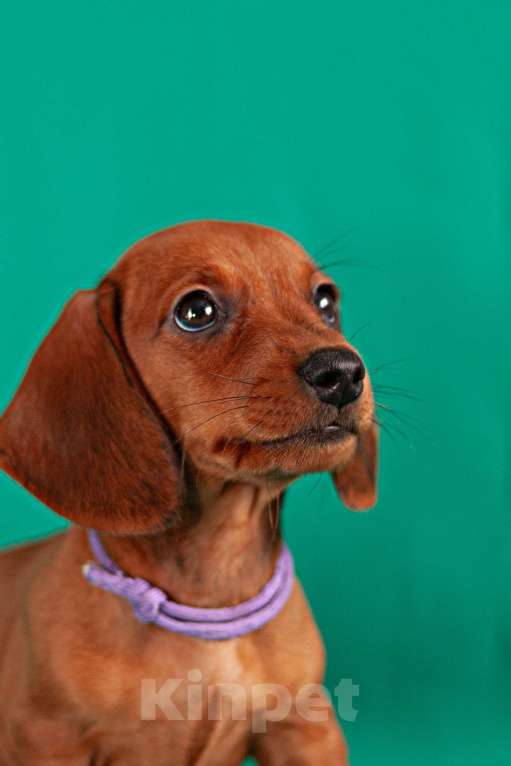 Собаки в Твери: Девочка фиолетовая лента Девочка, 50 000 руб. - фото 1
