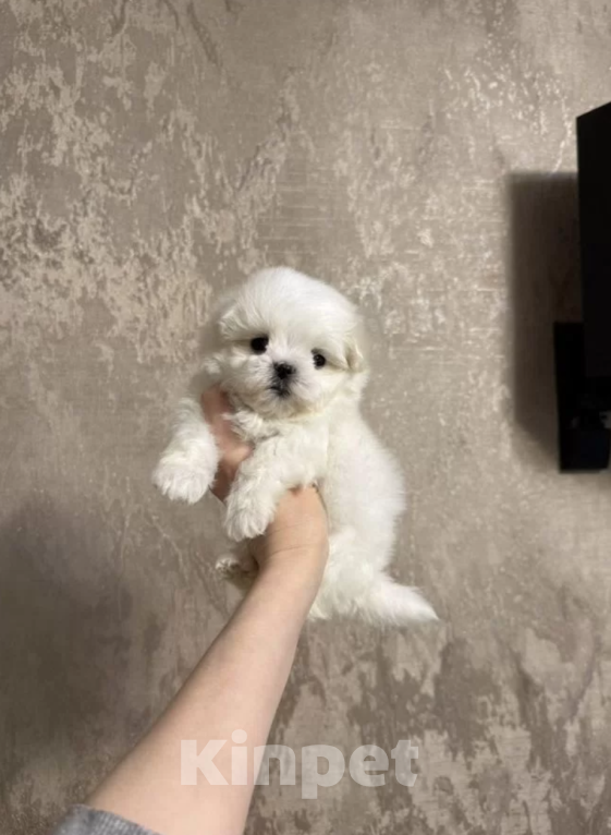 Собаки в Москве: Мальчик Мальчик, 40 000 руб. - фото 1