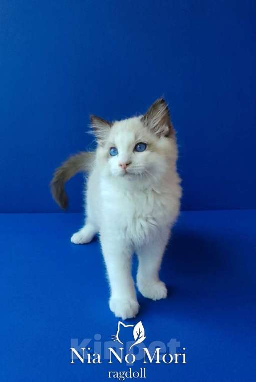 Кошки в Москве: Котёнок породы Рэгдолл - Brain Мальчик, 65 000 руб. - фото 10