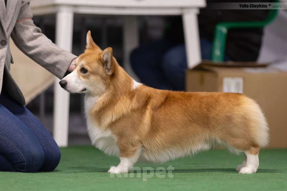 Собаки в Санкт-Петербурге: Вельш Корги Пемброк Мальчик, Бесплатно - фото 5
