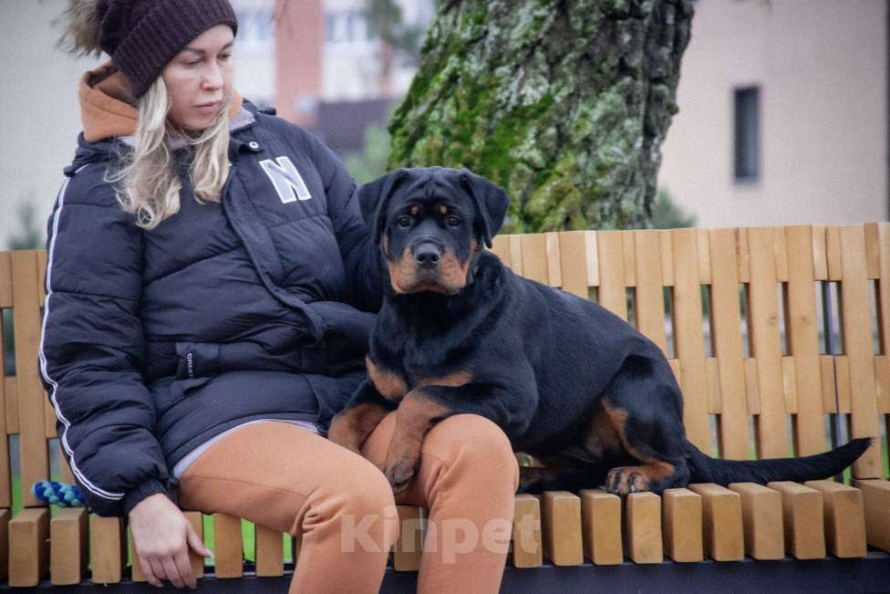 Собаки в Смоленске: Звезда Давида Букля Девочка, 120 000 руб. - фото 6