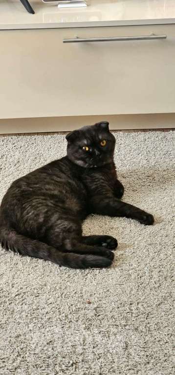 Кошки в Самаре: Отдам в добрые руки кота. Мальчик, Бесплатно - фото 5