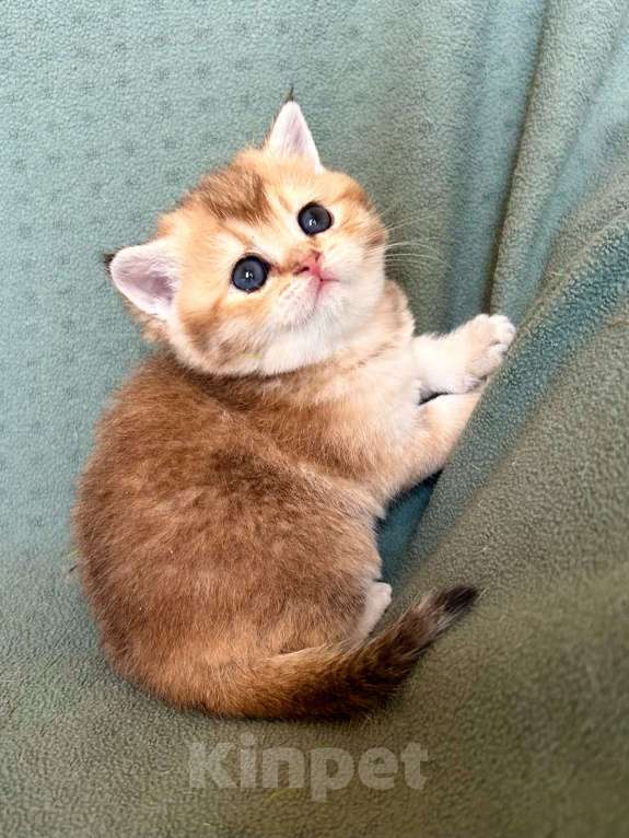 Кошки в Москве: Девочка Золотая плюшевая шиншилла Девочка, 25 000 руб. - фото 4