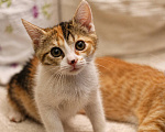 Кошки в Москве: Котенок Фифи ищет дом Девочка, Бесплатно - фото 3