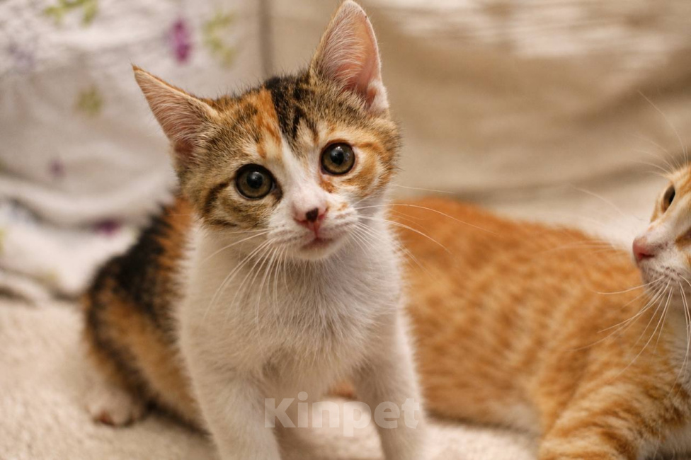 Кошки в Москве: Котенок Фифи ищет дом Девочка, Бесплатно - фото 3