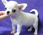 Собаки в Санкт-Петербурге: чихуахуа мальчик Мальчик, 55 000 руб. - фото 6