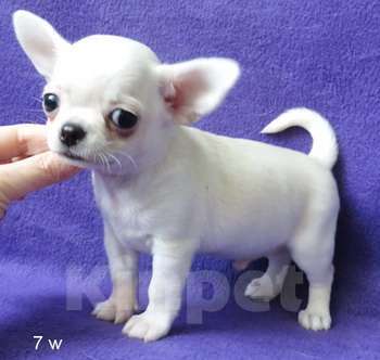 Собаки в Санкт-Петербурге: чихуахуа мальчик Мальчик, 55 000 руб. - фото 6
