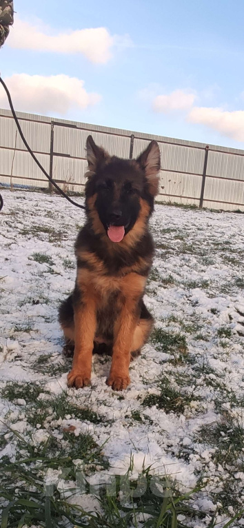 Собаки в Коломне: Продам щенка немецкой овчарки д ш. Девочки Девочка, 50 000 руб. - фото 7