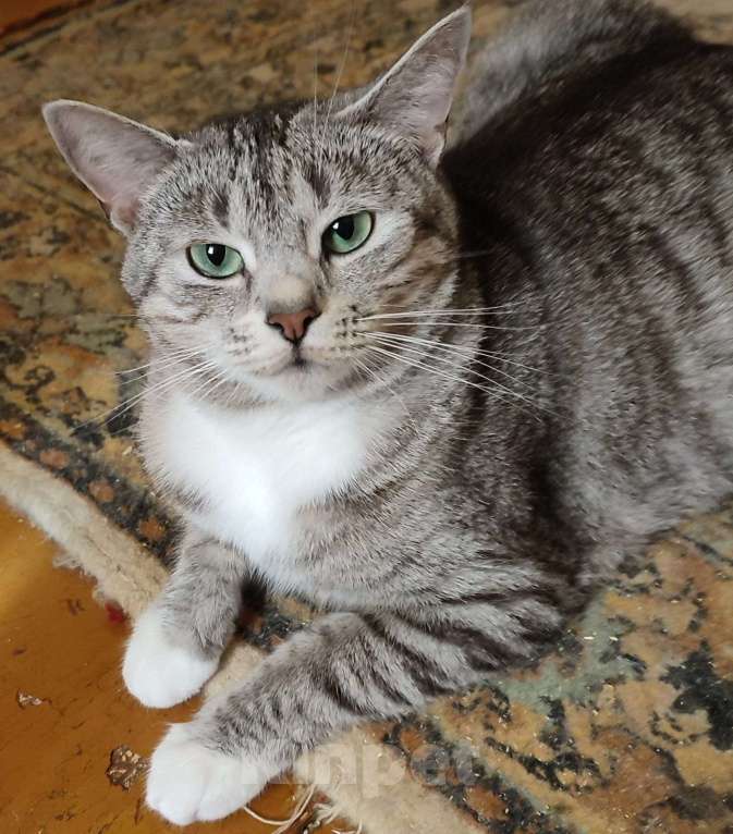 Кошки в Москве: Зеленоглазая красавица Мурочка ждёт свою семью Девочка, Бесплатно - фото 2