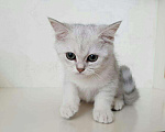 Кошки в Подольске: Кот на вязку, 3 500 руб. - фото 3