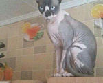 Кошки в Оленегорске: Продаю котяру сфинкса, 4 000 руб. - фото 2