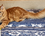 Кошки в Санкт-Петербурге: Котята мейн кун от титулованных родителей Мальчик, 1 руб. - фото 2