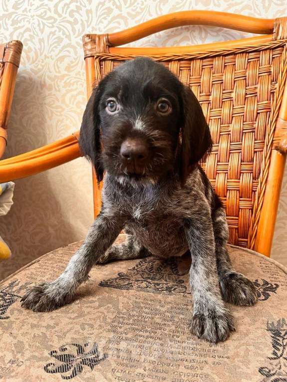 Собаки в Владивостоке: Продаются щенки немецкой жёстко-шёрстной континентальной легавой породы дратхаар Девочка, 35 000 руб. - фото 3