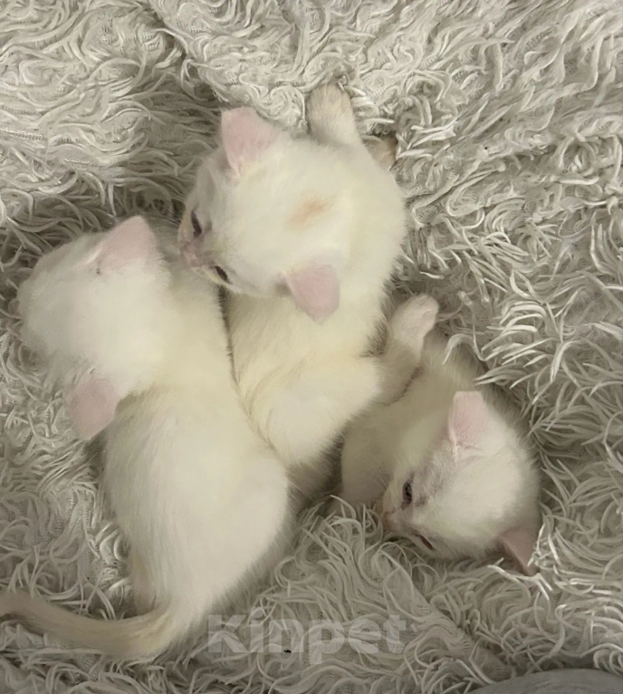 Кошки в Ленинске-Кузнецком: Котёнок в добрые руки Девочка, Бесплатно - фото 2