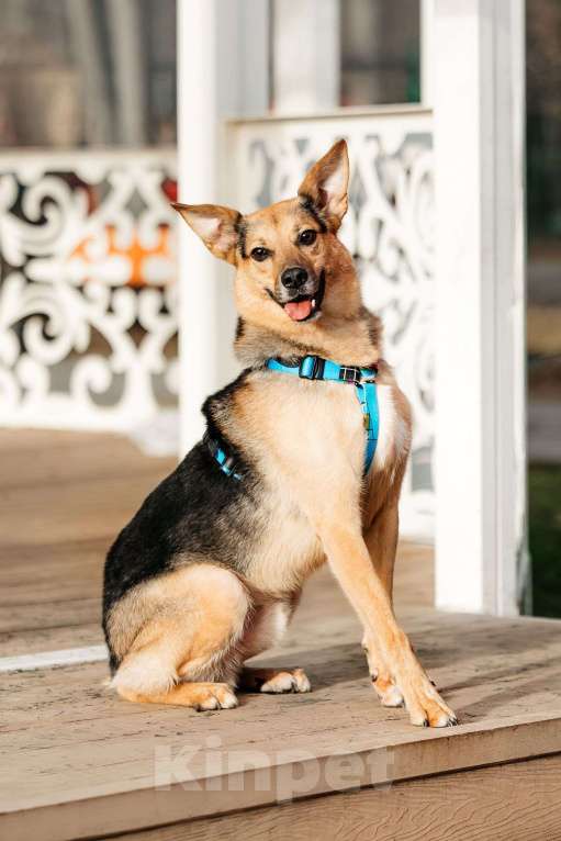 Собаки в Москве: Нежный Читос ищет дом Мальчик, Бесплатно - фото 2