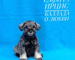 Собаки в других городах Омской области: Щенок цвергшнауцера перец с солью Девочка, 50 руб. - фото 1