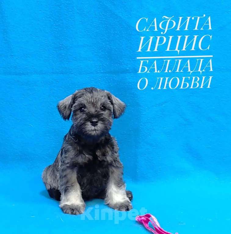 Собаки в других городах Омской области: Щенок цвергшнауцера перец с солью Девочка, 50 руб. - фото 1