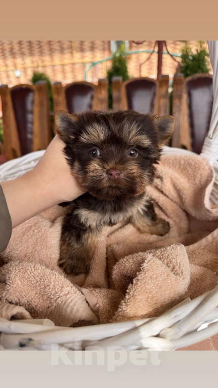 Собаки в Москве: Девочка красотка Шоколадный Йорки Девочка, 70 000 руб. - фото 1
