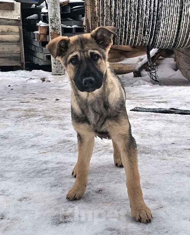 Собаки в Москве: щенок Снупи в добрые руки Мальчик, Бесплатно - фото 2